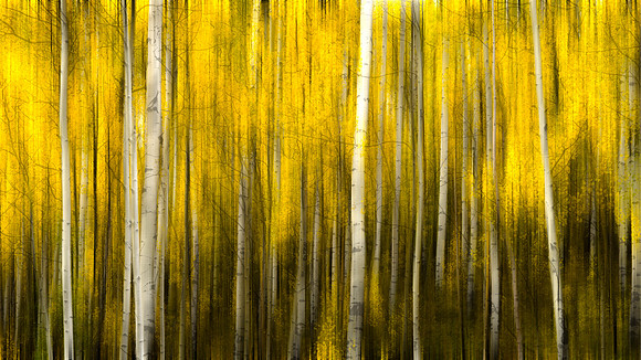 Yellow Aspens