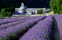 Lavender Fields at Abbey de Senanque - Provence
