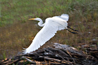 Great Heron