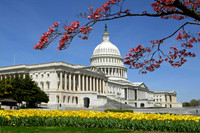 U.S. Capitol in Spring