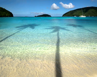 Palm Shadows