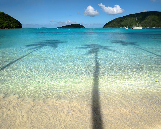 Palm Shadows