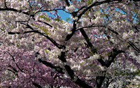 Canopy of Cherry Blossoms