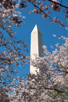 Washington Monument and Cherry Blossoms