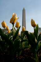 Washington Monument and Tulips
