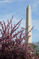 Washington Monument and Pink Cherry Blossoms