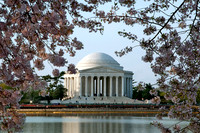 Jefferson Memorial Thru Cherry Blossoms