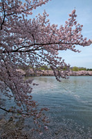 Cherry Blossoms Hanging over Tidal Basin