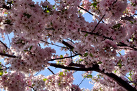 Close-up of Cherry Blossoms