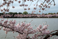 Cherry Blossoms at Tidal Basin
