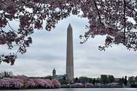Washington Monument Thru Cherry Blossoms