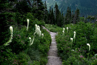Bear Grass along Grinnell Trail
