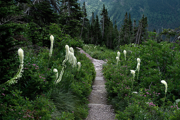 Bear Grass along Grinnell Trail