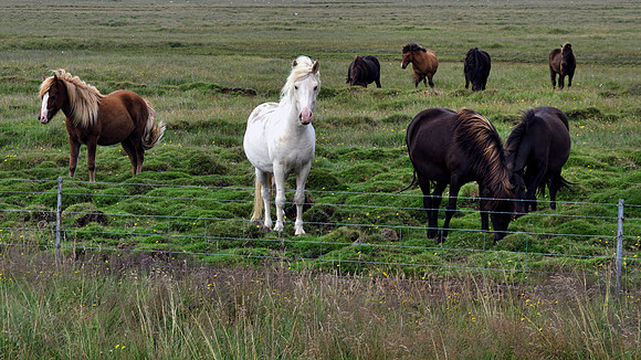 Icelandic Horses