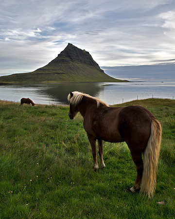 Horse with a view