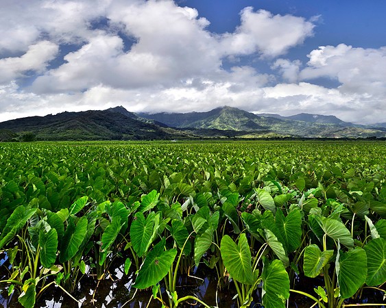 Taro Field near Hanalei