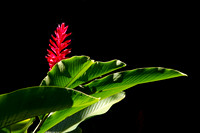 Hawaiian Ginger - Backlit