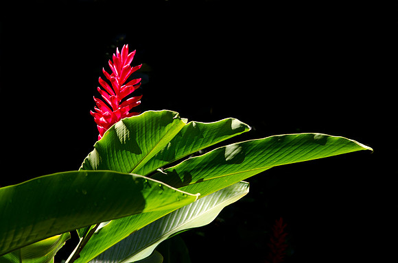 Hawaiian Ginger - Backlit