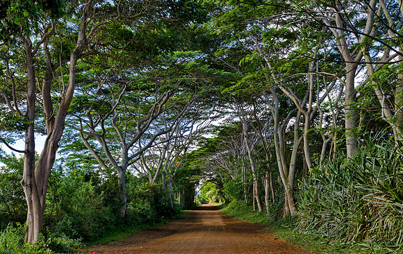 Tree Tunnel to Secret Beach - Kauai