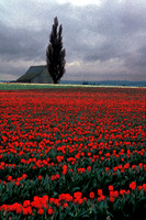 Skagit Valley Tulip Fields
