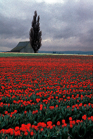 Skagit Valley Tulip Fields