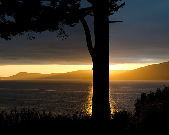 Tree at Sunset