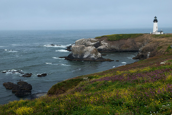 Wildflowers at Yaquina Head Lighthouse