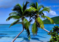 Twin Palms at Maho Beach