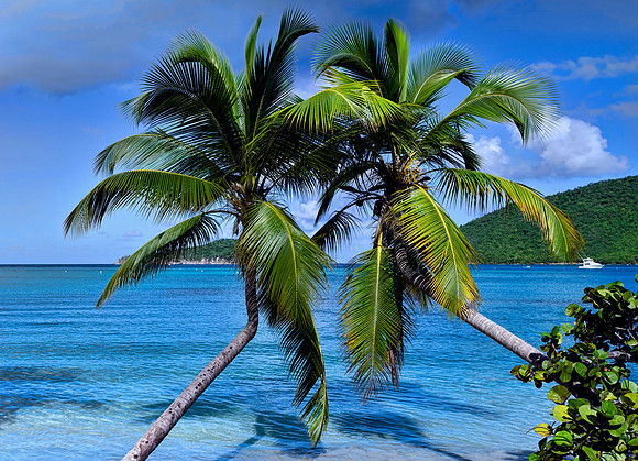 Twin Palms at Maho Beach