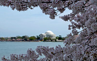 Jefferson Memorial Framed by Cherry Blossoms