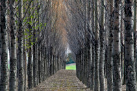Thru the Trees