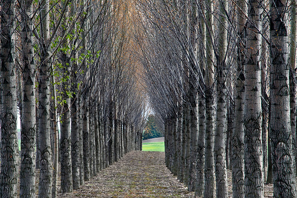 Thru the Trees