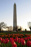 Washington Monument and Spring Flowers
