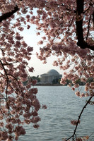 Jefferson Memorial and Frame of Cherry Blossoms