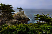 Lone Cypress - Monterey CA