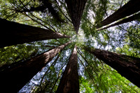 Looking Up - Redwoods at Big Sur