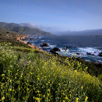 Wildflowers at Big Sur