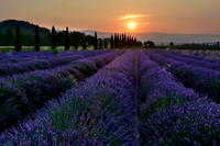 Lavender Field at Sunrise
