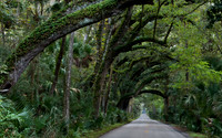 Canopy Road - Old Dixie Hwy
