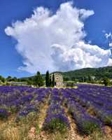 Lavender and Cloud