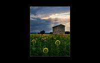 Sunrise Sunbeams and Sunflowers