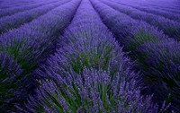 The Perfect Lavender Field