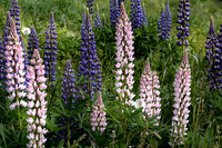 New England