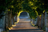 Tree Tunnel near Mane - Provence