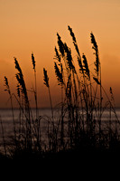 Sea Oats at Sunrise