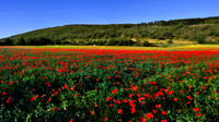 Field of Poppies