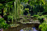 Monet's Water lily Pond