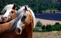Palomino Horses and Lavender Field
