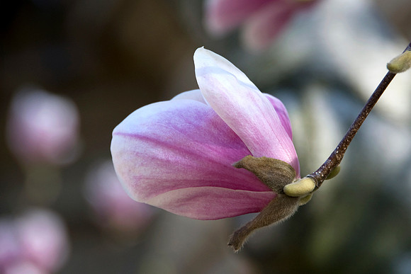 Magnolia Blossoms in New England